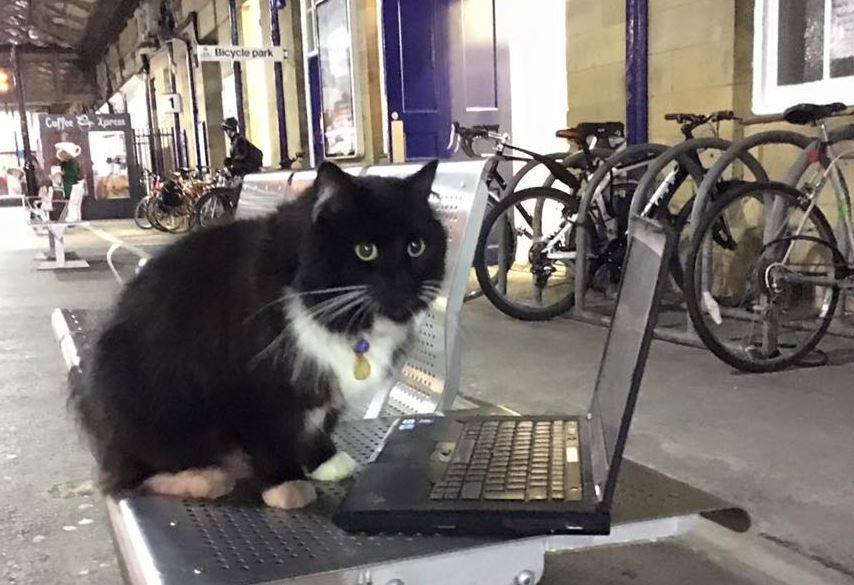 Felix-The-Huddersfield-Station-Cat-On-Laptop